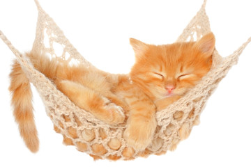 Cute red haired kitten sleeping in hammock