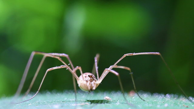 Weberknecht - Rilana triangularis - Supermakro