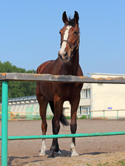 Horse in the ranch