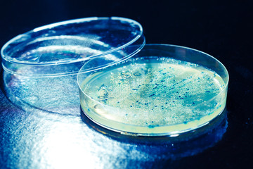 Petri dish