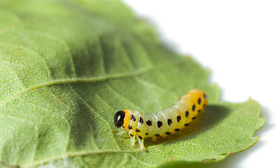 Macro of caterpillar isolated on white