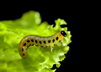 Pest caterpillar eating green leaf