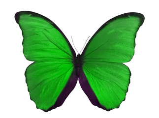 macro photo of green butterfly on white - Powered by Adobe