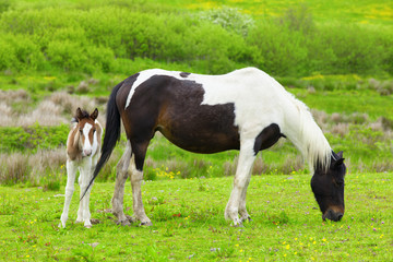 Foal with a mare