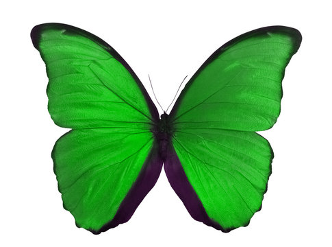 macro photo of green butterfly on white