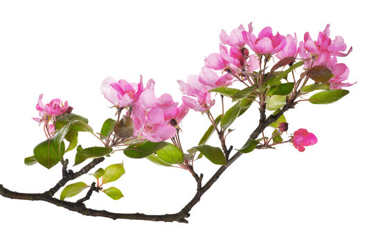 pink apple tree isolated floral branch
