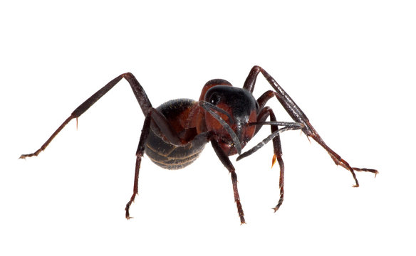 forest brown isolated ant
