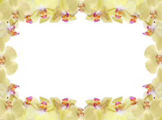 Fototapeta na wymiar isolated light yellow orchid flowers frame