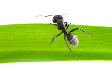 Ant climb over grass blade