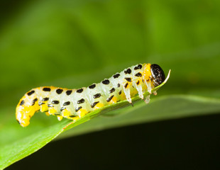 Macro of caterpillar attached to oak leaf