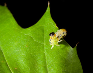 Obraz premium Aggressive pest caterpillar