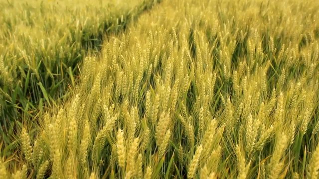 barley field