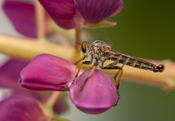 Asilinae