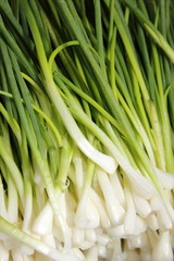 Heap of fresh young onion on the table
