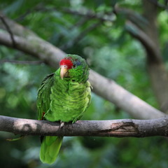 Green Parrot.