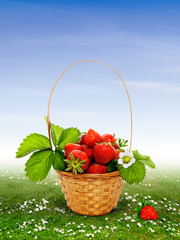 Naklejka premium Strawberries in the basket