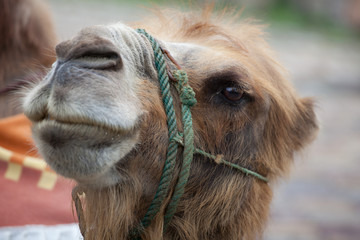 Kamel