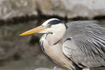 Grey heron sitting