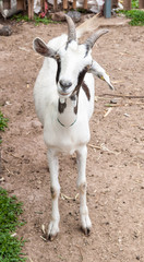 Goats .