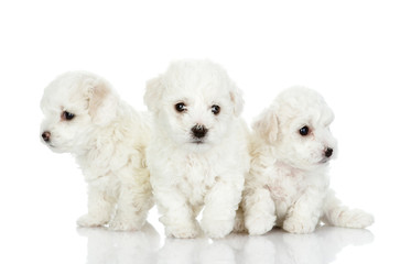 three puppies of a lap dog. isolated on white background
