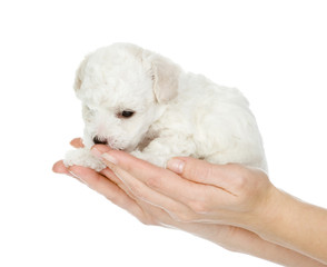 little puppy sitting on the palm of a woman. isolated on white 