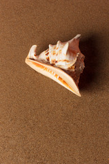 Seashell on the beach