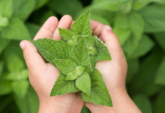 mint_hands