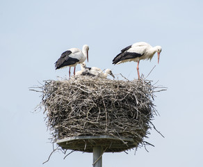 nest with stork
