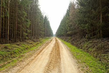 dirt road in the forest