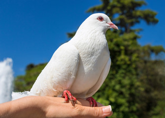 Pigeon sitting on a palm