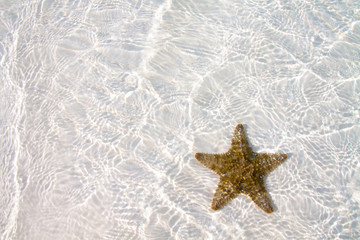 Fototapeta na wymiar Starfish on clear water