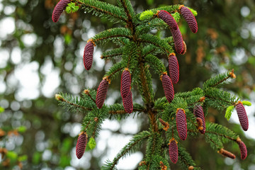 pine shoots and red pinecones on pine tree