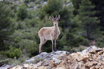 spanish deer