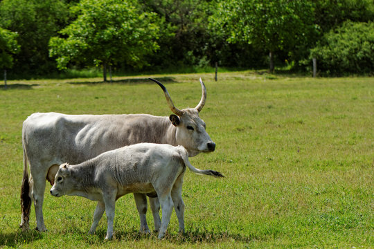 Hungarian Grey Cattle