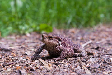 Kröte