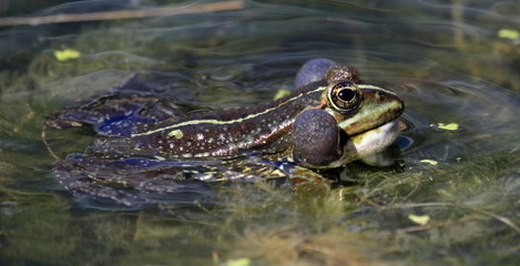 Frog bubbles