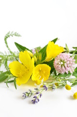 evening primrose and herbs