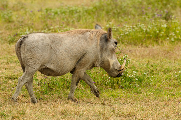 Wildlife Warthog on the safari in Africa