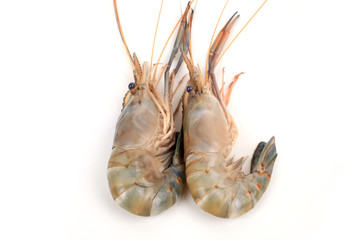 Shrimp in white background