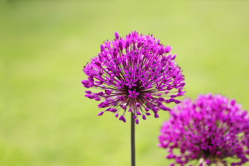 Alliums