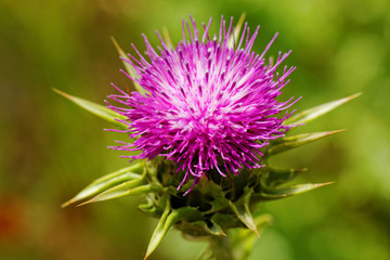 violet thistle flower on poppy field