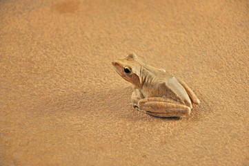 Golden tree frog