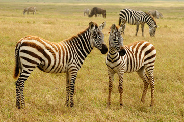 Naklejka na ściany i meble Wildlife in Africa, Zebra