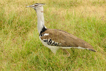 Wildlife bird in Africa