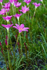 Beautiful purple rain lily flower