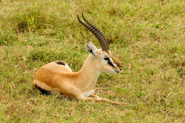 Naklejka na ściany i meble Wildlife antelope in Africa