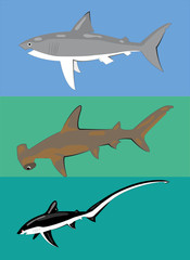 Different types of sharks.