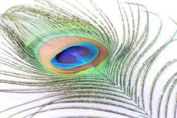 Obraz premium pluma de pavo