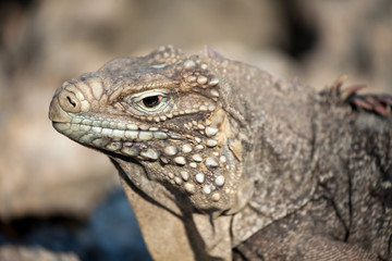 Iguana