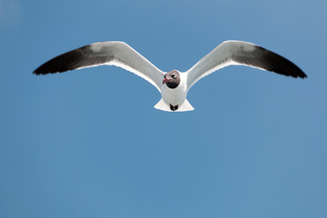 Seaguull
